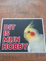 Valkparkieten, Dieren en Toebehoren, Vogels | Parkieten en Papegaaien, Meerdere dieren, Parkiet