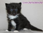 Prachtige Ragdoll kittens met stamboom, Dieren en Toebehoren, Katten en Kittens | Raskatten | Langhaar, Meerdere dieren, Gechipt