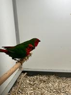 1-1 Roodkop Papegaaiamadine, Dieren en Toebehoren, Meerdere dieren, Geringd