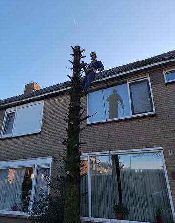 Bomen verwijderen, boom snoeien. beschikbaar voor biedingen