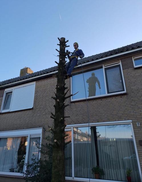 Bomen verwijderen, boom snoeien., Diensten en Vakmensen, Tuinmannen en Stratenmakers, Tuinonderhoud of Snoeiwerk, Garantie
