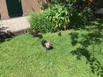 Cochinkriel, Dieren en Toebehoren, Pluimvee, Meerdere dieren, Kip