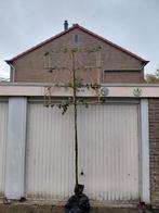 Leilinde, Tillia Pallida, Tuin en Terras, Planten | Bomen, Ophalen, Volle zon, Leiboom, 250 tot 400 cm