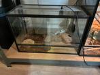 Terrarium volledig ingericht, Dieren en Toebehoren, Reptielen en Amfibieën | Toebehoren, Ophalen, Zo goed als nieuw