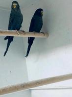 Blackface / Blackwing Grasparkiet GEZOCHT, Dieren en Toebehoren, Meerdere dieren, Parkiet