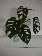 Stekje van Monkey mask plant, Ophalen of Verzenden, Halfschaduw, Minder dan 100 cm