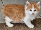 Noorse Boskat kitten  zoekt een goed thuis, Kater, Ontwormd, 0 tot 2 jaar