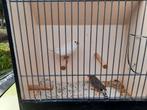 Koppels zebravinken, Dieren en Toebehoren, Vogels | Overige Vogels, Meerdere dieren, Tropenvogel