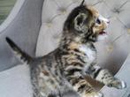 Kittens / jonge katjes te koop met de fles grootgebracht, Meerdere dieren, 0 tot 2 jaar