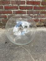 Ronde vaas groot viskom, Huis en Inrichting, Ophalen, Overige kleuren, Minder dan 50 cm, Glas