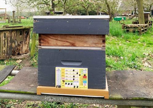 Pin-KastKaart + gratis app, Dieren en Toebehoren, Insecten en Spinnen, Bijen