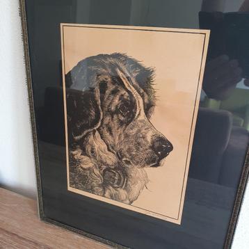 Ets - Hond - Sint Bernard - Ingelijst + Glas  - Gesigneerd beschikbaar voor biedingen