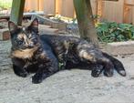Lieve fijne poes van 14 maanden, Dieren en Toebehoren, Poes