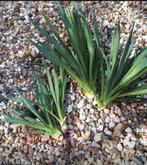 Yucca Stekken - Makkelijk te planten, Volle zon, Vaste plant, Bloeit niet, Ophalen