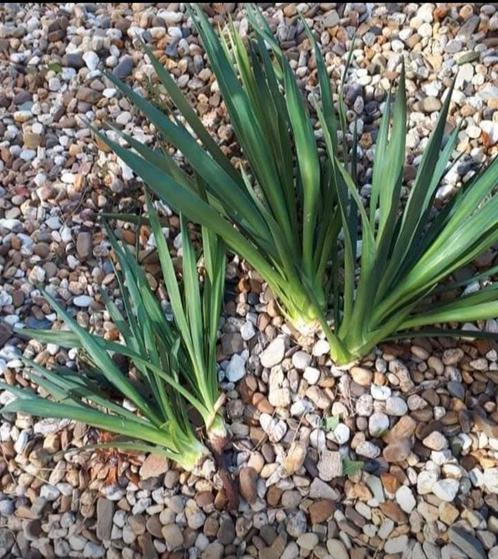 Yucca Stekken - Makkelijk te planten, Tuin en Terras, Planten | Tuinplanten, Vaste plant, Overige soorten, Volle zon, Bloeit niet