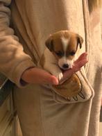 Super mooie kleinblijvende jack - russell pups!, Dieren en Toebehoren, Honden | Jack Russells en Terriërs, Jack Russell Terriër