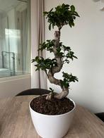 Ficus boom in pot, Ophalen, Ficus, In pot