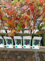 Doornloze Braam - Heerlijke Zomerfruit!, Tuin en Terras, Planten | Tuinplanten, Ophalen, Volle zon