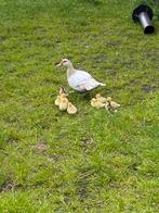 Muskuseend kuikens, Dieren en Toebehoren, Geslacht onbekend, Eend