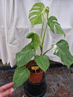 Monstera Deliciosa Albo Variegata kamerplanten, Ophalen of Verzenden, Overige soorten, Minder dan 100 cm