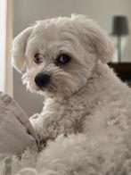 Grote Maltezer reu aangeboden om te dekken, Maltezer, Rabiës (hondsdolheid), Reu, Eén hond