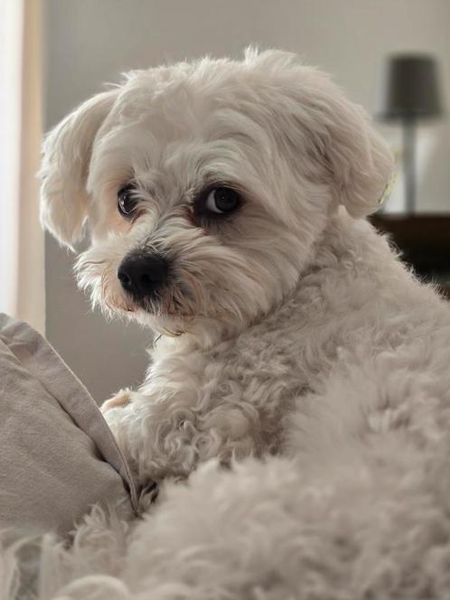 Grote Maltezer reu aangeboden om te dekken, Dieren en Toebehoren, Honden | Chihuahua's en Gezelschapshonden, Reu, Maltezer, Particulier