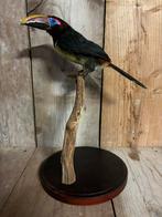 Mooie groene Arassari (Toekan achtige), Ophalen of Verzenden, Nieuw, Vogel, Opgezet dier