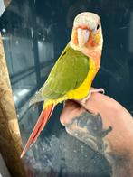 Super tamme pyrrurha molinae man, Dieren en Toebehoren, Vogels | Parkieten en Papegaaien, Mannelijk, Parkiet, Geringd