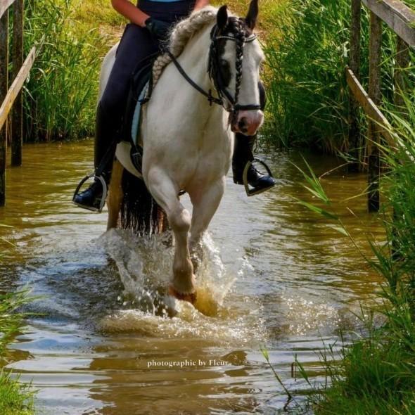 Verzorger gezocht, Dieren en Toebehoren, Paarden en Pony's | Verzorgingsproducten, Ophalen