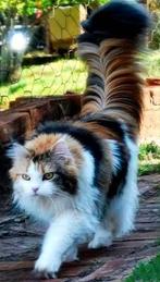 GEZOCHT: Lapjes/Calico Kitten Middel/Langharig, Meerdere dieren, Langharig, 0 tot 2 jaar