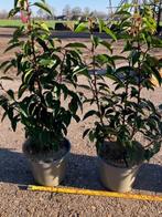 Portugese Laurier, Prunus 40-60 cm NU VOOR € 5,95 p.st., Tuin en Terras, Planten | Struiken en Hagen, Ophalen, Laurier, Haag, Minder dan 100 cm