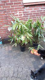 Trachycarpus fortunei (chinese waaierpalm) 80 cm, Tuin en Terras, Volle zon, Ophalen of Verzenden, Minder dan 100 cm, Zomer