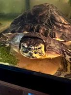 Schildpad zoekt fijn nieuw plekje, Dieren en Toebehoren, Reptielen en Amfibieën, Schildpad