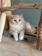 Mooie jonge poes. Kruising Ragdol en Perz., Dieren en Toebehoren, Katten en Kittens | Raskatten | Langhaar, Poes, 0 tot 2 jaar