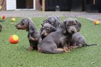 Lieve, sociale teckel pups zoeken een nieuw baasje!, Dieren en Toebehoren, Honden | Teckels en Dashonden, Meerdere, 8 tot 15 weken