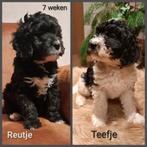 Labradoodle pups, Overige rassen, 8 tot 15 weken, CDV (hondenziekte), Meerdere