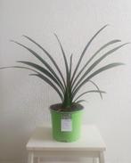 Plant: Clivia (nummer 1 van 4), Overige soorten, Minder dan 100 cm, Bloeiende kamerplant, Ophalen