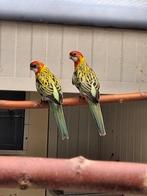 Goudmantel Rosellas, Dieren en Toebehoren, Meerdere dieren, Parkiet, Geringd
