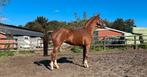 Talentvolle 4 jarige dressuurmerrie v. Glock’s Toto jr., Dieren en Toebehoren, Paarden, Merrie, 160 tot 165 cm, Dressuurpaard