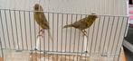 Kanaries, Dieren en Toebehoren, Meerdere dieren, Kleurkanarie
