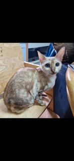 RASZUIVERE snowbengaal (POES) herplaaser  MET STAMBOOM, Dieren en Toebehoren, Katten en Kittens | Overige Katten, Poes, Kortharig