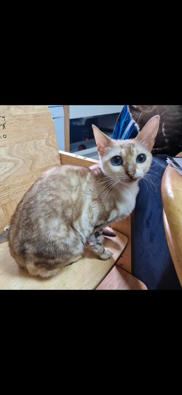 RASZUIVERE snowbengaal (POES) herplaaser  MET STAMBOOM  beschikbaar voor biedingen