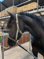 Verzorgpaard aangeboden, Diensten en Vakmensen, Dieren | Paarden | Verzorging, Oppas en Les, Verzorging of Verzorgpony's