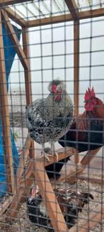 Mauraucana, Amauraucana, Auraucana haan, Dieren en Toebehoren, Pluimvee, Mannelijk, Kip