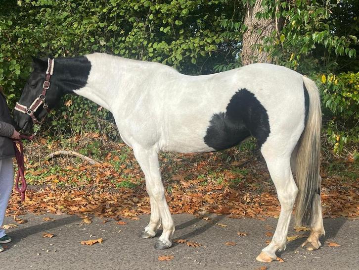 Lieve E pony te koop, Dieren en Toebehoren, Pony's, Merrie, B, E pony (1.48m - 1.57m), Recreatiepony, 7 tot 10 jaar, Gechipt, Ontwormd