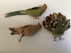 Antieke handgemaakte vogels met echte veren, Ophalen of Verzenden