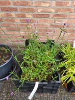 Verbena bonariensis - IJzerhard, Volle zon, Vaste plant, Zomer, Ophalen
