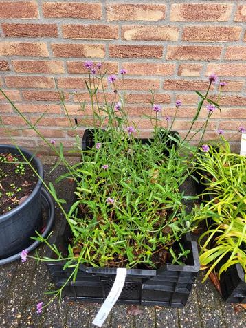 Verbena bonariensis - IJzerhard beschikbaar voor biedingen