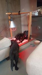 Werpkist voor middelgrote tot kleine hond, Ophalen, Gebruikt