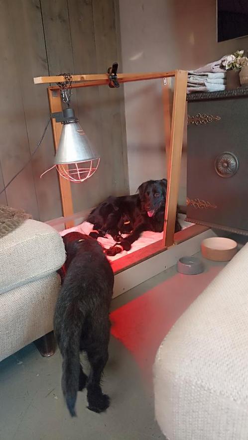 Werpkist voor middelgrote tot kleine hond, Dieren en Toebehoren, Honden-accessoires, Gebruikt, Ophalen